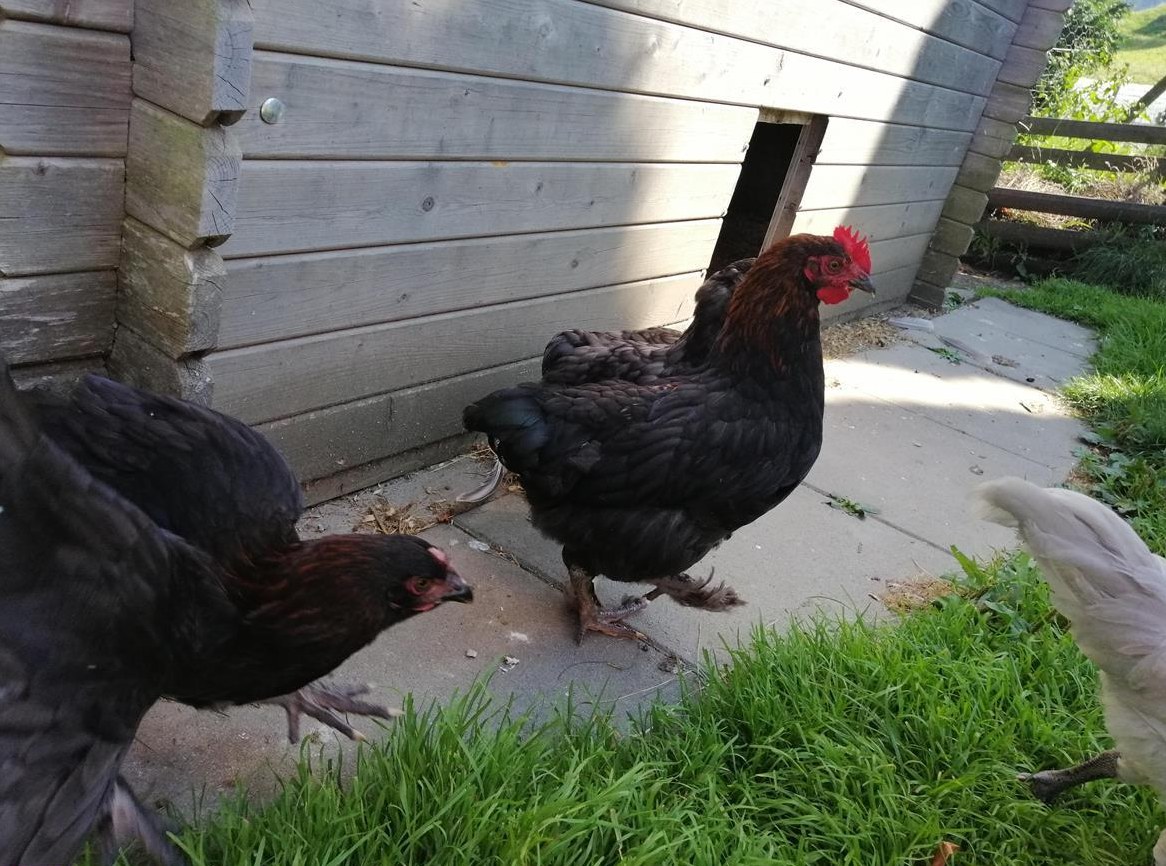 Junghähne abzugeben, Grünleger und Schokoleger