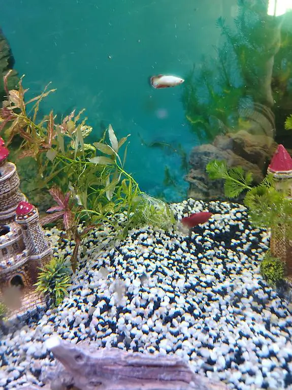 Wegen. Aquarium Auflösung 3 kampffisch weiblich