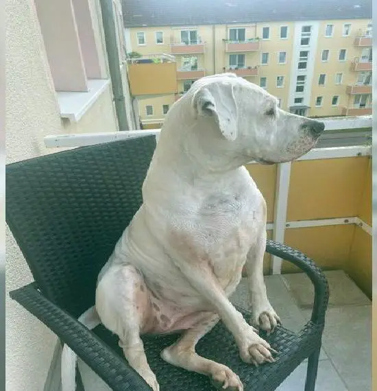 Dogo Argentino Weibchen