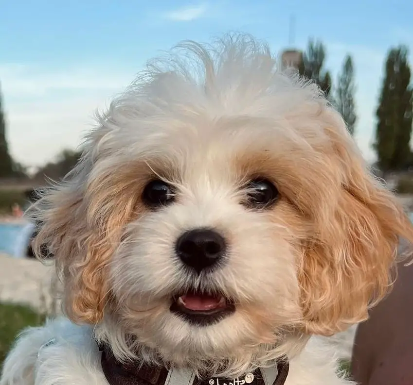 Cavapoos und Zwergpudel Zucht seit vielen Jahren