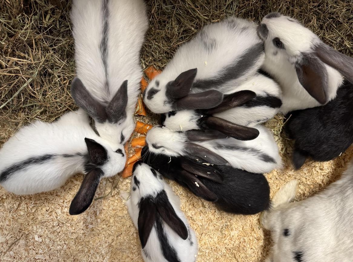 Junge Schweizer Schecken Kaninchen