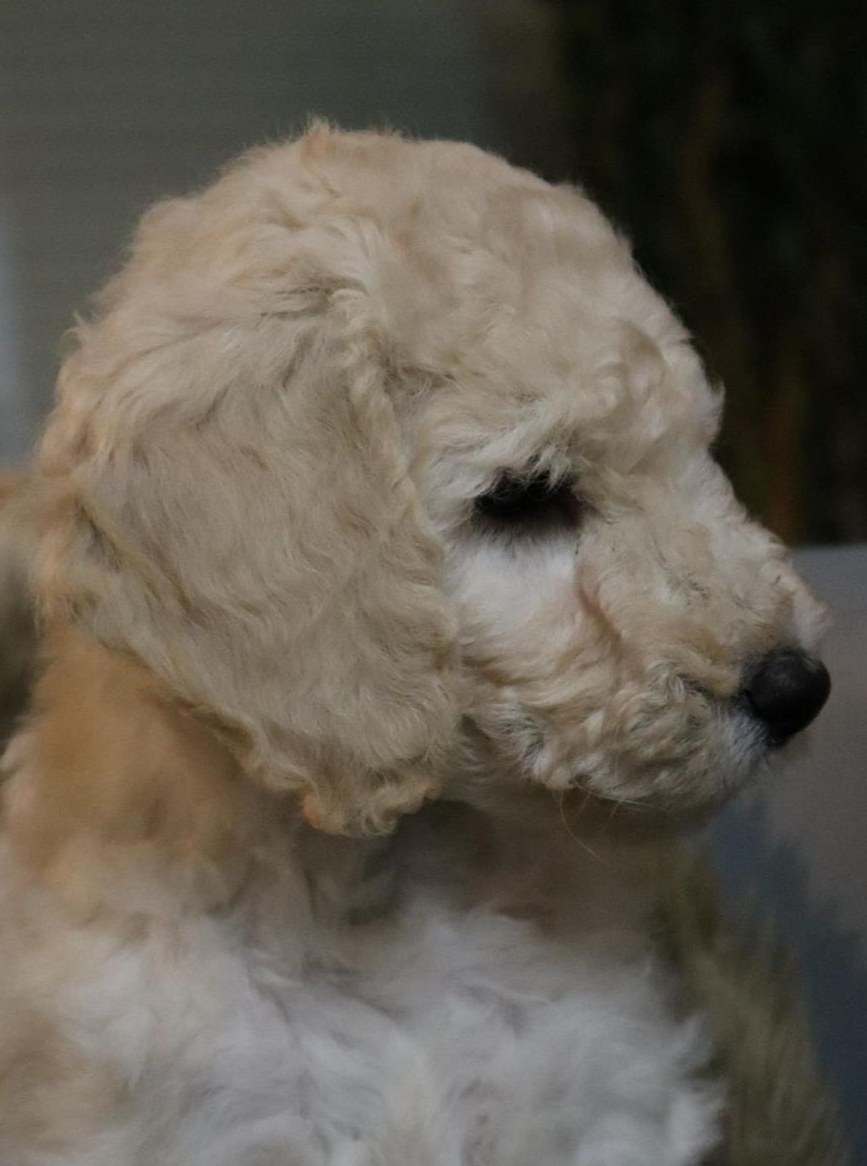 Grosspudel Welpen aus liebevoller Familienaufzucht mit VDH-Papieren