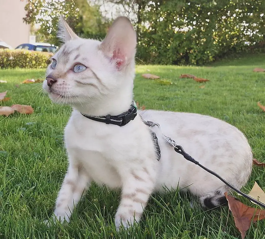 Reinrassige Bengalen mit Stammbaum (snow lynx & charcoal spotted)