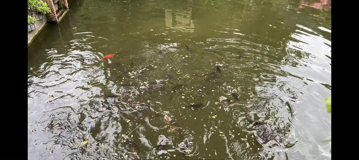 Junge Karpfen GRATIS abzugeben