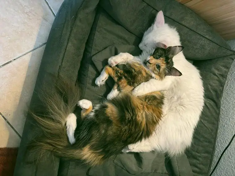 Traumhafte Türkisch Angora Kitten, liebevolle, seriöse Zucht. Stammbaum, kastriert, gechippt, geimpft