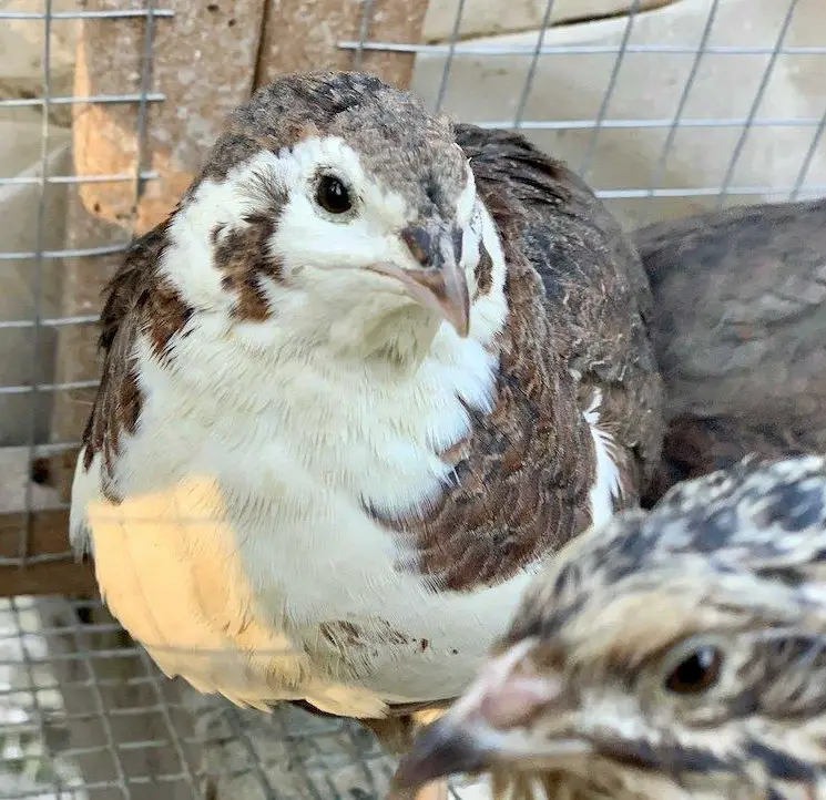 Hübsche Celadon Wachteln w & m zu vergeben