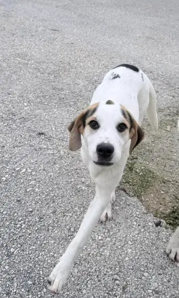 Knödel, Mischlingsrüde, ca. 8 Monate, z.zt. in Griechenland