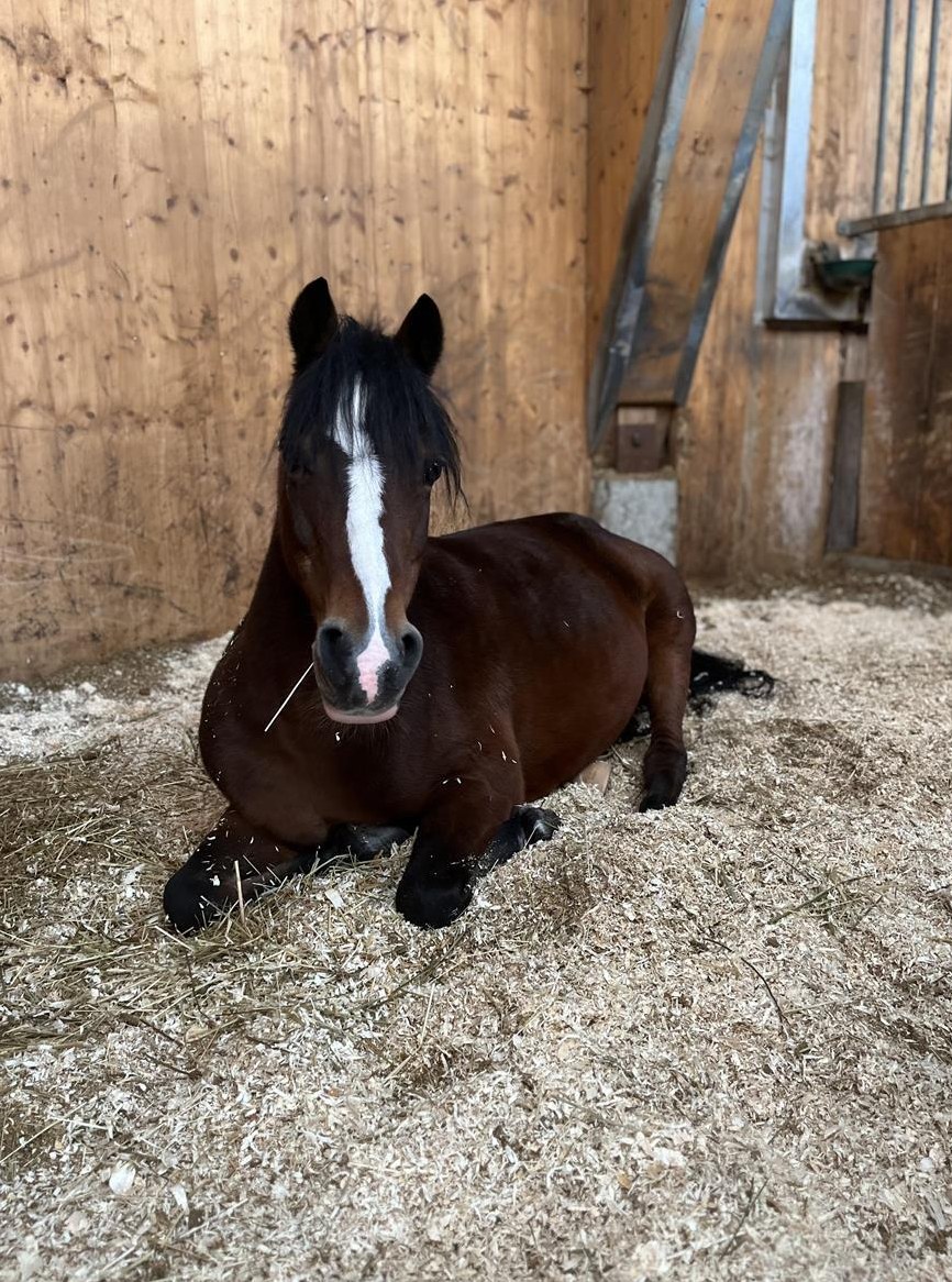 Reitbeteiligung für alte Sportpony Stute nähe Winterthur