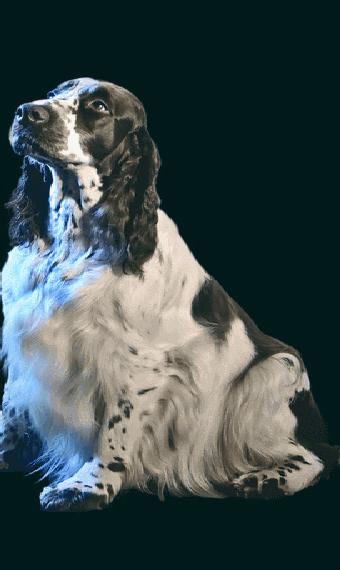 English Springer Spaniel Welpen in Bayern