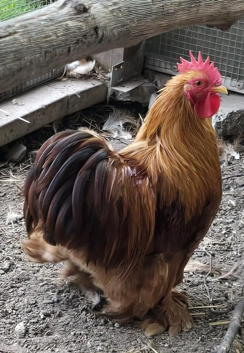 Zwerg Cochin Hahn sucht ein Zuhause