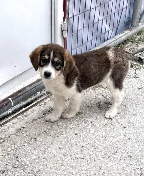 Emil, Mischlingsrüde, ca. 3 Monate alt, z.zt. in Griechenland