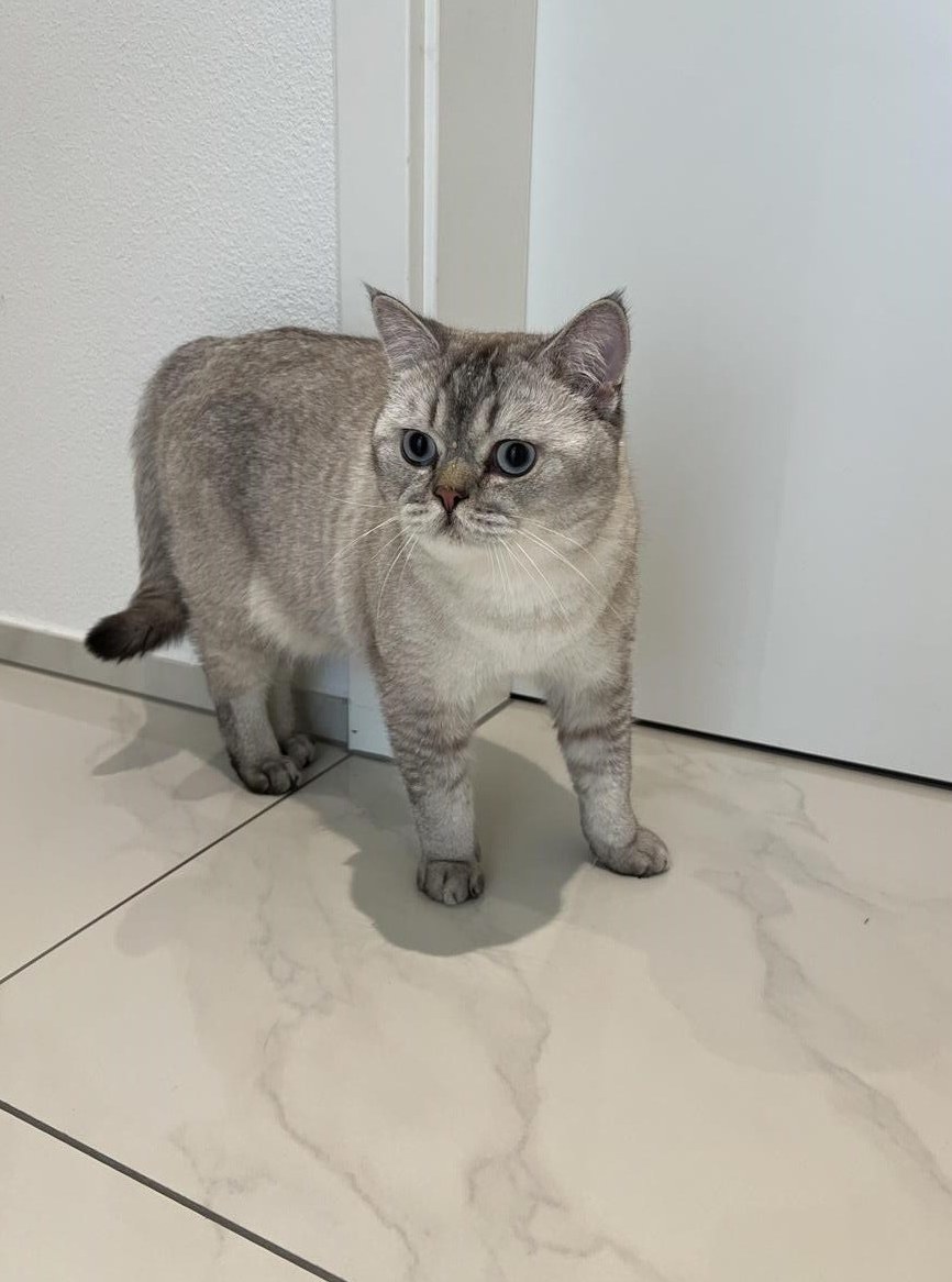 Britisch Kurzhaar Kater sucht ein Zuhause