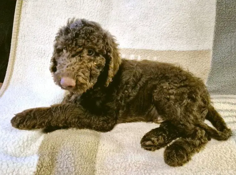 Labradoodle - der allergikerfreundliche Familienhund