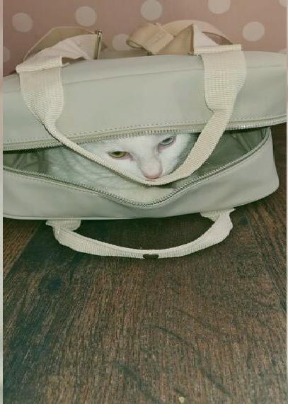 Zwei hübsche Türkisch Angora Katzen