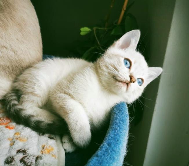 Katzenkind bereit zum Auszug, Thaikatze, Katerchen