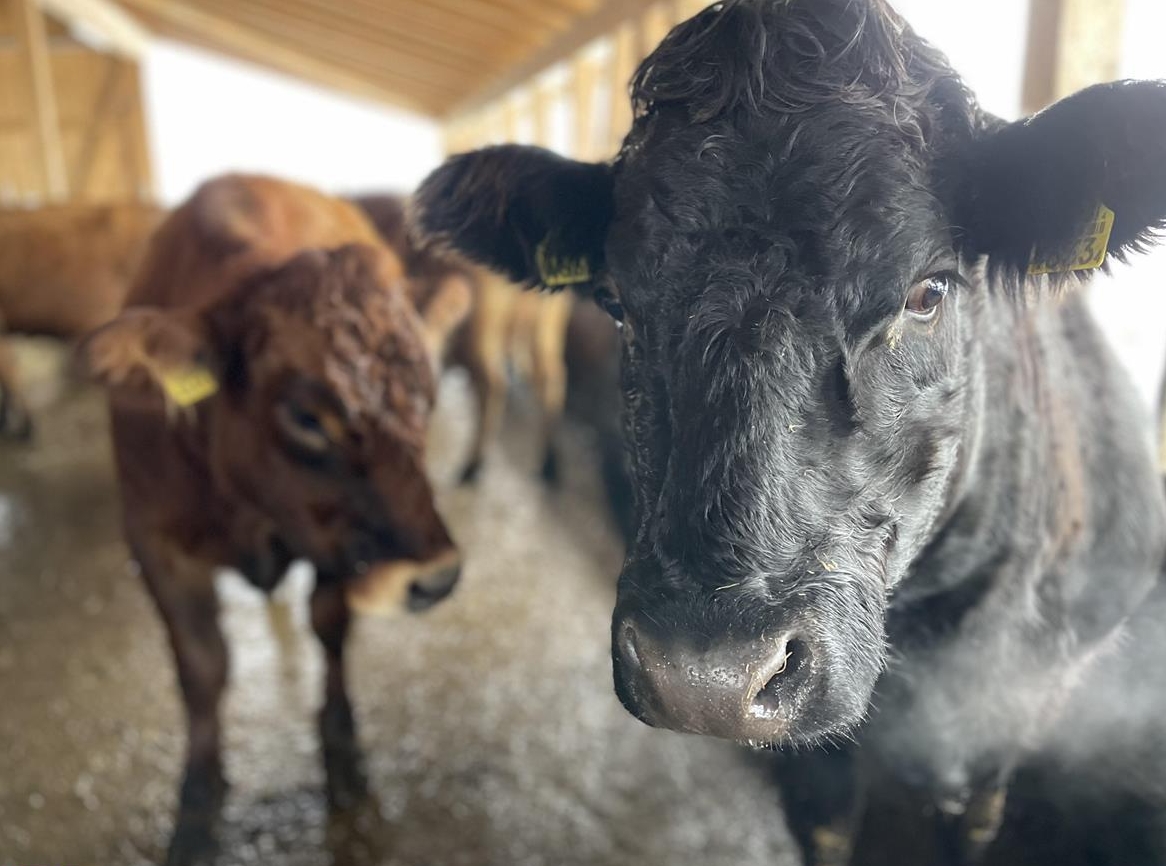 Mutterkuh mit Kalb und trächtiges Rind