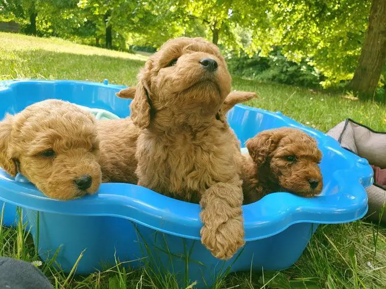 Labradoodle Welpen (Pudel / Labradoodle )