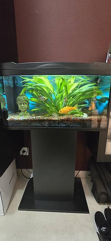 Acquario 60 litri completo di tutto