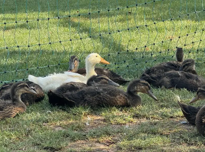 Junge Laufenten aus Naturbrut zu verkaufen