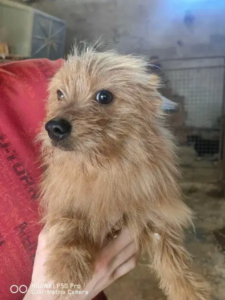 Pumuckl, Mischlingsrüde, ca. 1 Jahr, z.zt. in Ungarn