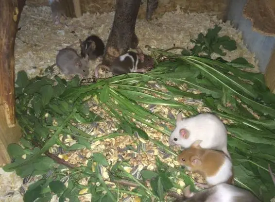 Putzige junge Farbmaus Weibchen abzugeben