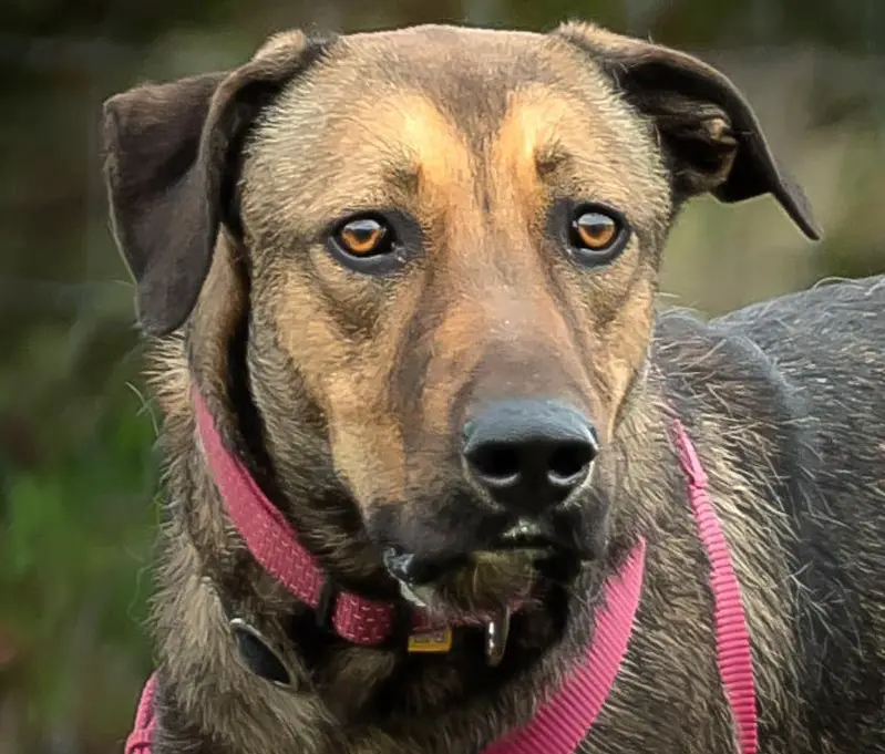 Mischlingshündin Cupcake, hat noch wenig von der Welt gesehen