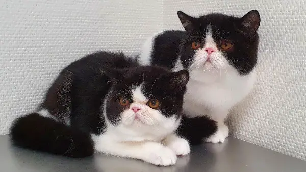 Exotic-Shorthair Babys (Kurzhaar-Perser)