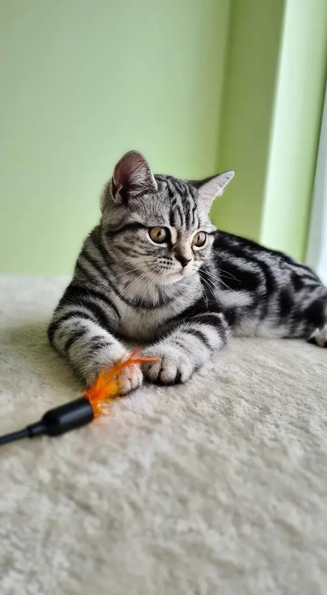 Britisch Kurzhaar Kitten Whiskas, silber tabby mit Stammbaum