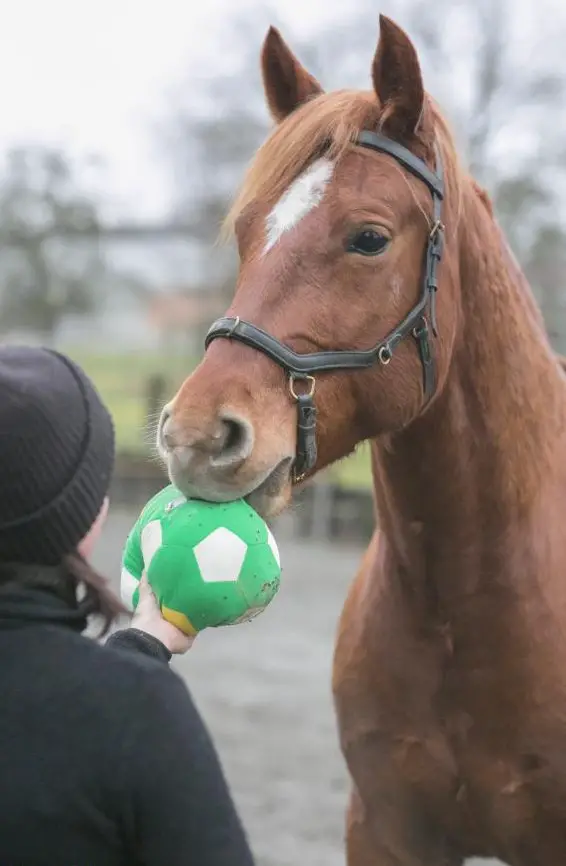 Reitbeteiligung auf Quarter Horse im nahen Elsass