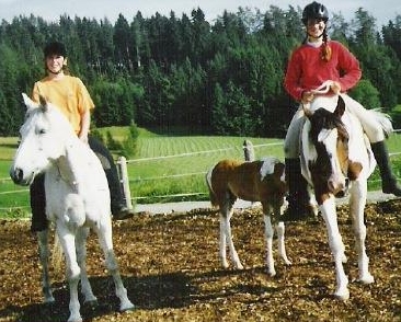 Suchen gesundes Verlasspferd für unser Team auf dem Brikerhof