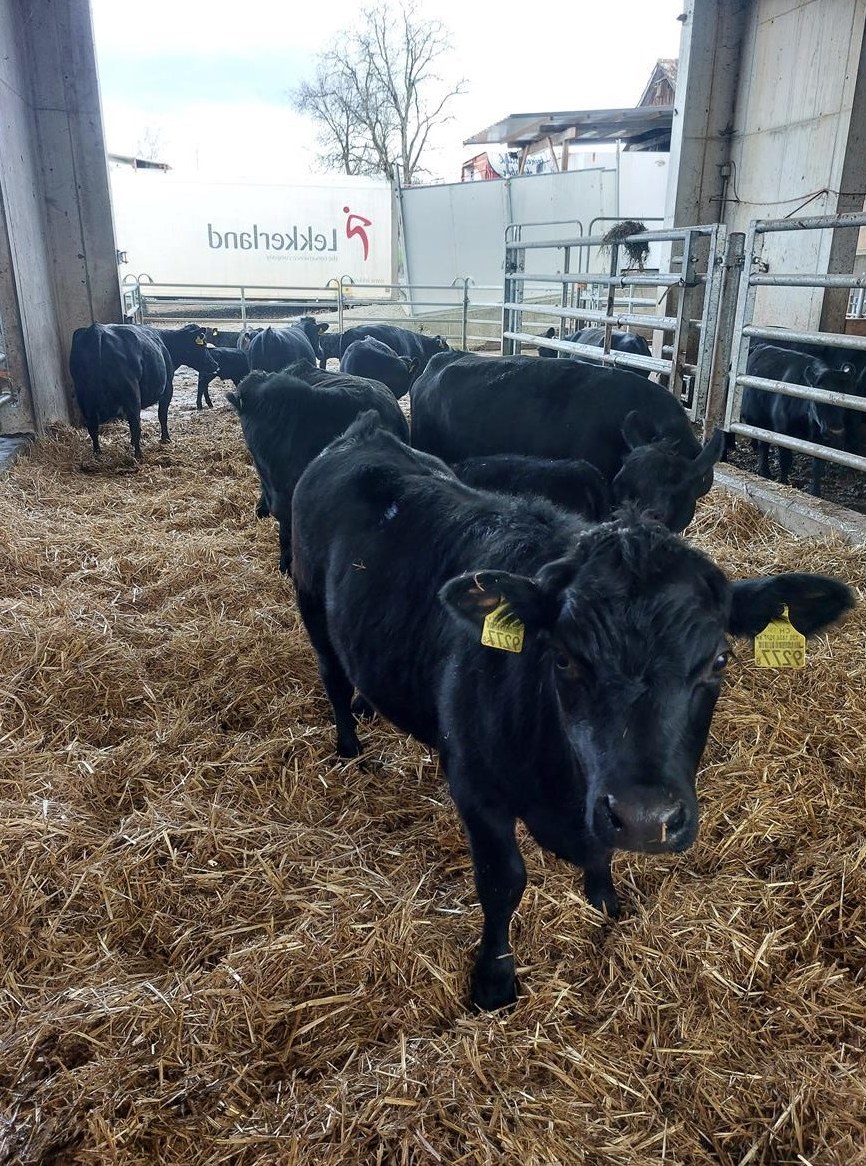 Diverse Dexter Rinder und Kühe