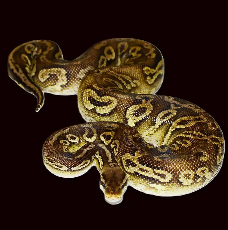 0.1 Neon, Pewter, Yellow Belly / gr.1600