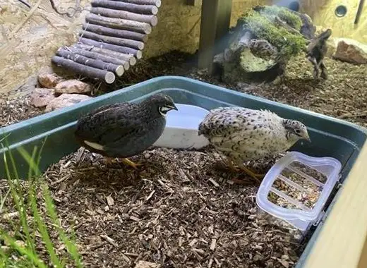 Blutfremdes Zwergwachtel Paar abzugeben