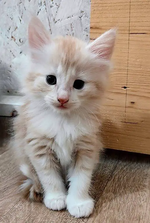 Schöner Maine coon Mix Kater