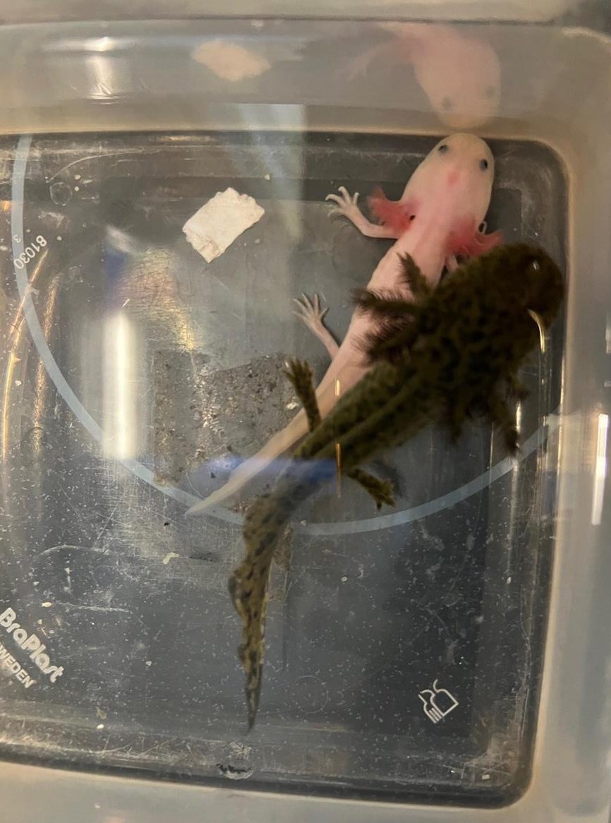 Axolotl verschiedene Farben aus Eigenzucht