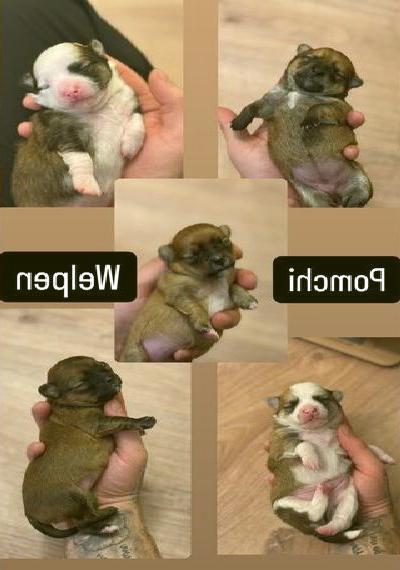 Zuckersüsse Pomchi Welpen