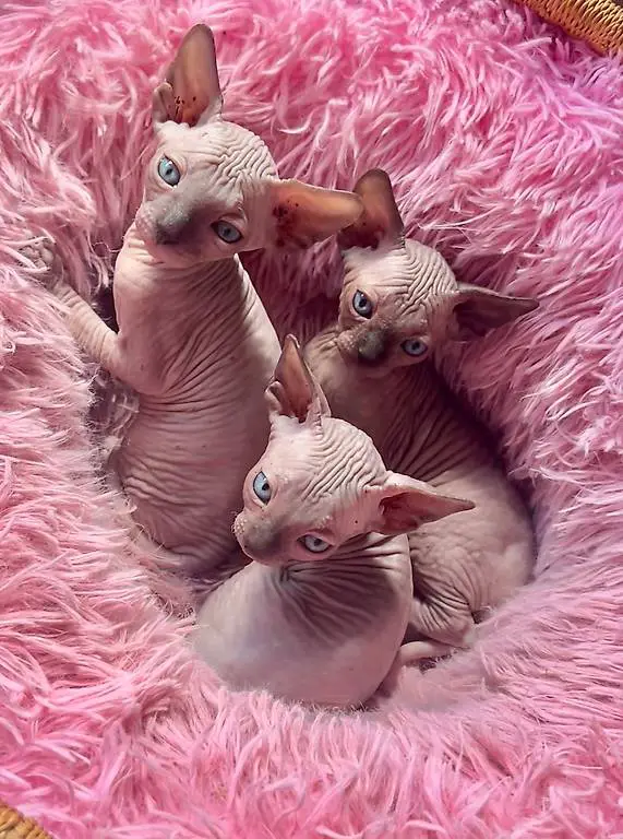 Sphynx Kitten