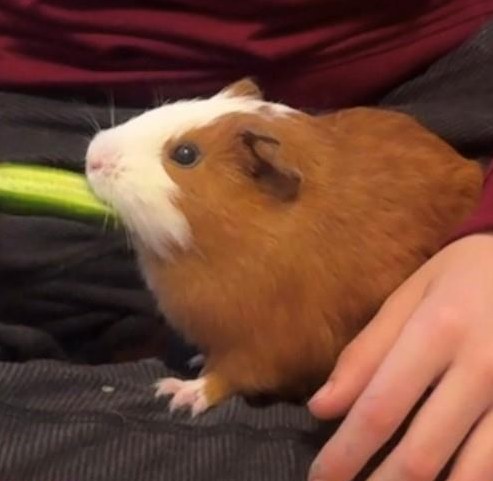 2 Meerschweinchen kastriert gratis abzugeben