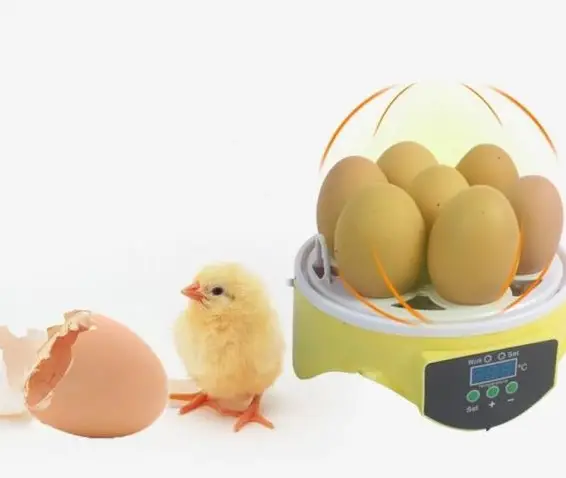 Eier Inkubator, Brutapparat, Motorbrüter, Brutmaschine, Brutkasten