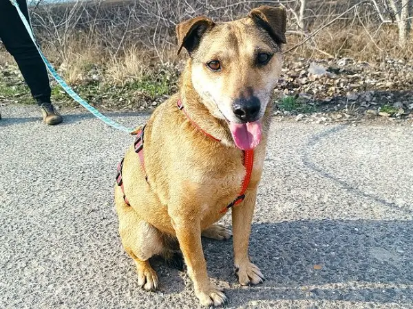 WILLI, fitter Hundesenior, ca. 11 Jahre, 44cm, 18kg