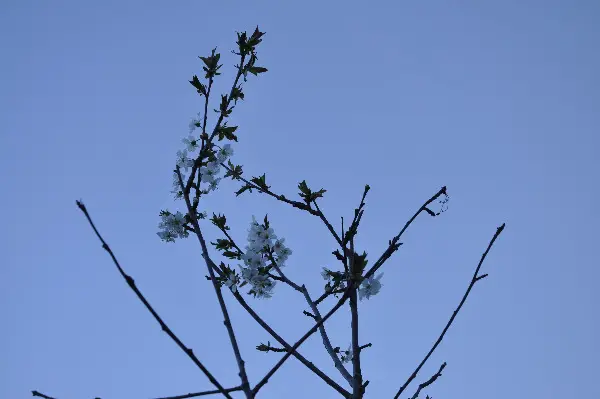 Bio Kirschbaum schwarze Kirschen