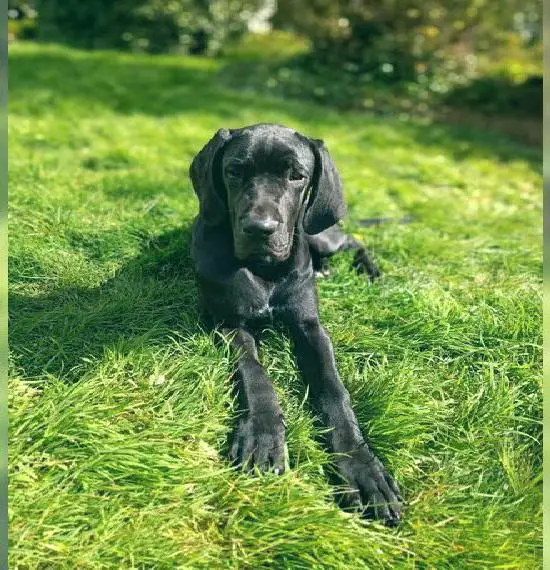 Deutsche Dogge Hündin