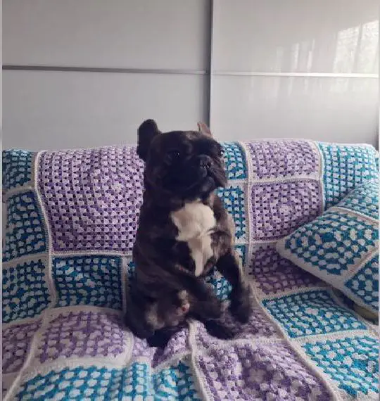 Französischen Bulldogge. Rüde.