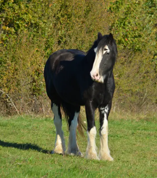 Shire Horse Wallach zu verkaufen