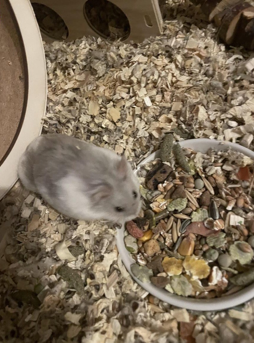 Zwerghamster Männchen, 4 Monate und sein Zuhause