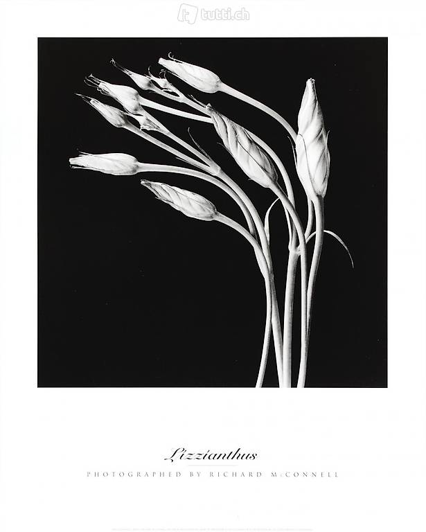  Stampa fotografica - Lizzianthus, Photographed by Richard Mc