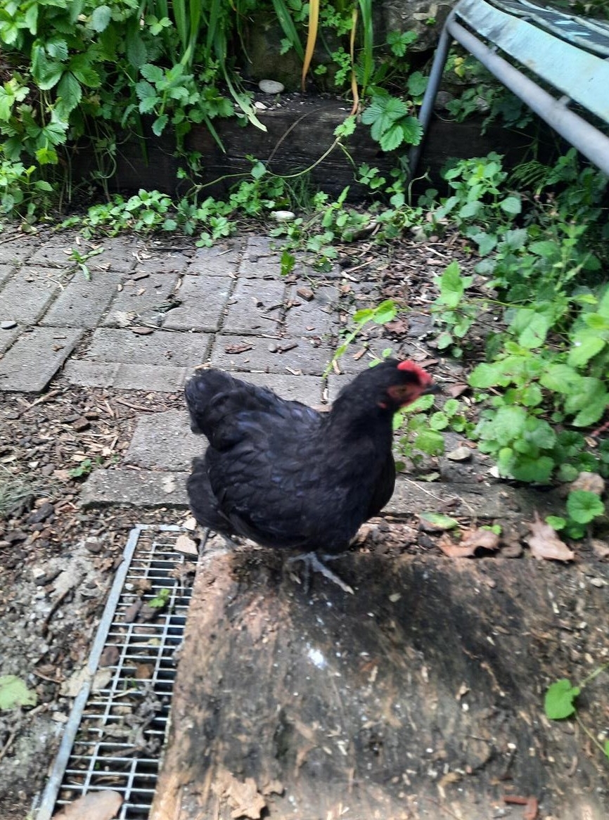 Zwerg Orpington Hahn, schwarz, handzahm