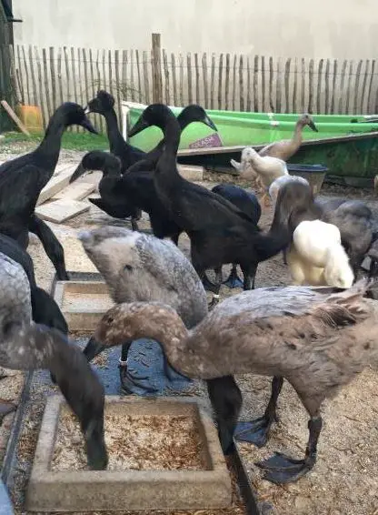 Minijob morgens und abends für Enten in Hallau