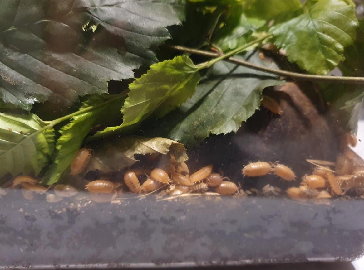 Porcellionides pruinosus Asseln abzugeben