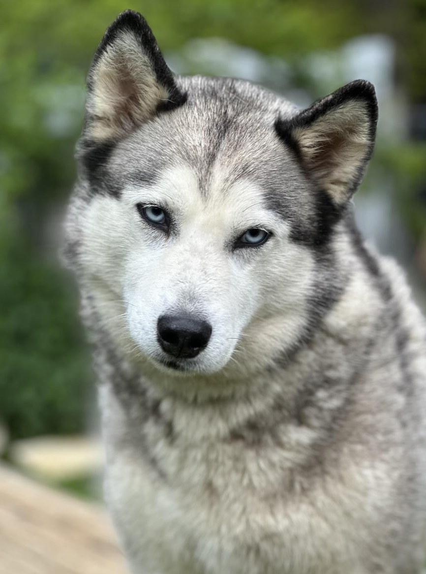7-jährige Husky Hündin sucht Familienanschluss